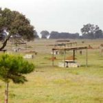 GRULLA1.jpg &nbsp;